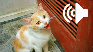 1 HOUR REAL CAT IN HEAT MEOWING MATE CALLING  PRANK YOUR PETS [upl. by Vergil]