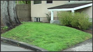 Reseeding The Lawn [upl. by Madelene]