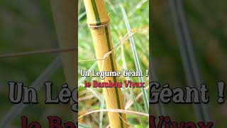 Un légume géant  le bambou vivax permaculture [upl. by Emarie]