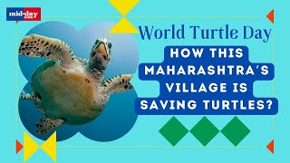 World Turtle Day 2024 Inside Maharashtra’s Velas village that is conserving Turtles [upl. by Adnaram]