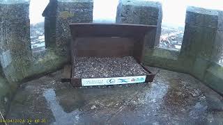 Chichester Cathedral 1 Peregrine Nest☀️040424 [upl. by Ellsworth635]