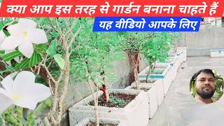 चंपा प्लांट को अपने गार्डन में कैसे लगाएchampaplant nagchampa cuttingplants minigarden1236 [upl. by Ecirtaeb]