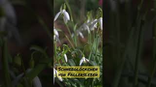 Schneeglöckchen  Gedicht von Heinrich Hoffmann von Fallersleben frühlingserwachen [upl. by Eelegna477]