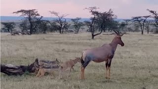 Jackal hunts topi calf in front of its mother [upl. by Kenimod13]