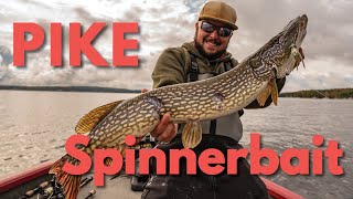 How to Fish for Northern Pike with a Spinnerbait Lure [upl. by Ojeibbob]