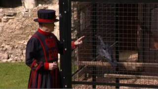 The ravens Guardians of the Tower of London [upl. by Farmer]