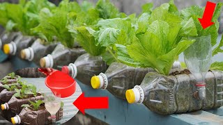 How To Grow Vegetables At Home Simple And Effective [upl. by Akitan]