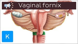 Vaginal fornix  Anatomical Terms Pronunciation by Kenhub [upl. by Hagan241]