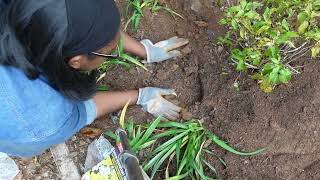 Planting 120 daffodils and adding 4 more agastache to the garden [upl. by Shatzer688]