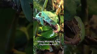 Why this frog named Waxy Monkey Tree Frog [upl. by Reinaldos679]