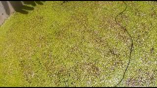 duckweed farmingduckweed seedshow to grow duckweed [upl. by Eiralih876]