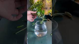 Philodendron Melanochrysum plants houseplant propagation propagation indoorplants plant [upl. by Ecinom]