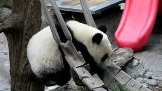 China Beijing  Panda Bears in Beijing ZOO 28102011 北京动物园－熊猫 [upl. by Jerusalem296]