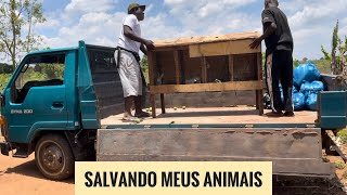 Salvando Meus Animais A Mudança Para Uma Nova Machamba Cheia de Alimento” [upl. by Bina382]