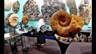 Mind Blowing Fossils at Tucsons Gem Mineral amp Fossil Show 2018 Part 4 [upl. by Alyt]