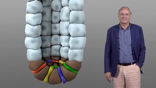 Stem Cells of the Intestinal Crypt [upl. by Trini]