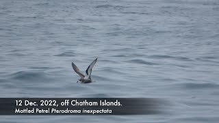 MottledPetrel 12 Dec 2022 off Chatham Is [upl. by Africah]