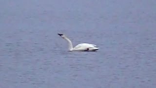 Trumpeter Swans Honking [upl. by Esmerolda208]