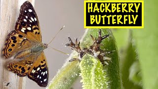 RAISING HACKBERRY BUTTERFLIES IN CAPTIVITY  ASTEROCAMPA CELTIS [upl. by Ahsinauj673]