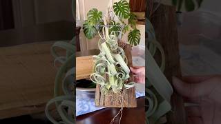 how I water my staghorn fern and air plants pro tip use rainwater if you have any 🌧️ [upl. by Anrim]