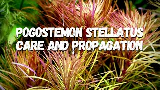 How to Care for Grow and Propagate Pogostemon Stellatus [upl. by Hulda144]