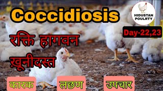 Coccidiosis disease in Broiler Poultry  मुर्गियों में खूनी दस्त  उपचार  Hindustan Poultry  Hindi [upl. by Ycniuqal]