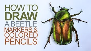 Drawing with Markers and Colored Pencils  Beetle Illustration [upl. by Antonella]