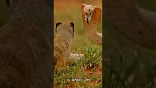 Mongoose fighting a snake short shorts wildlife animals facts [upl. by Alleahcim]