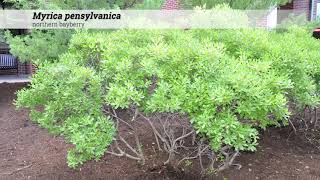 northern bayberry Myrica pensylvanica [upl. by Lowery]