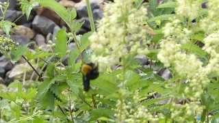 Buzz Pollination by Carpenter Bee クマバチ♀がアキカラマツの花で振動集粉 [upl. by Fabrianne]