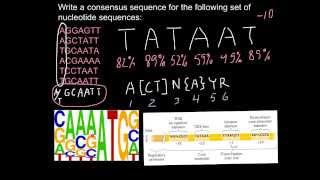 What is DNA consensus sequence [upl. by Colyer800]