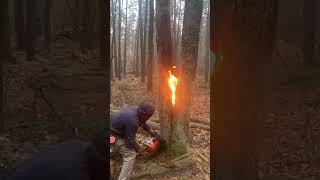 Highaltitude logging sawchainsaws hardwaretoolsviralvideo foryou [upl. by Zsolway]