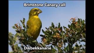 Brimstone Canary call [upl. by Callean]