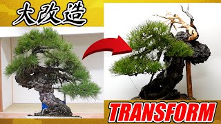 【to the best Bonsai in Japan】Road to the 100th KOKUFU PRIZE 1 [upl. by Norry]