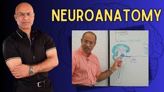 Neuroanatomy  Neurology  Neuroscience  Dr Najeeb [upl. by Nyroc967]