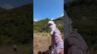 314366Ghas ki tension khtm😎minivlog ytshorts pahadi mountains lifestyle himachal [upl. by Hanauq]