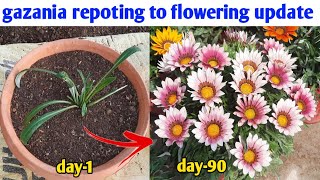 How To Grow Gazania Flower Plant  Winter Flowers  Gardening 4u [upl. by Llenrrad]