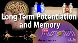 Long Term Potentiation and Memory Formation Animation [upl. by Adnoved]