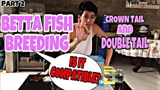 BREEDING BETTA FISH THE RESULT PART 2 [upl. by Wes]