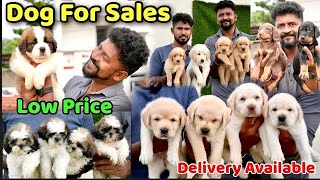 DOGS For Sale  Puppy Sales in Chennai  Dog Kennel in Tamilnadu  Nanga Romba Busy [upl. by Twyla490]