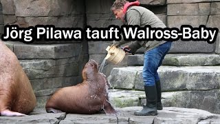 TVOnkel Jörg Pilawa tauft WalrossBaby auf Namen Loki Tierpark Hagenbeck [upl. by Elonore]