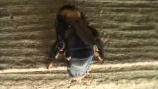 Carpenter bee bores hole [upl. by Yelsgnik668]