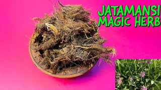 Jatamansi for Hair Growth Stress amp Premature Greying  What Is Jatamansi [upl. by Meredi]