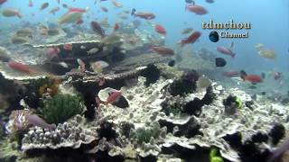 Viajero  ANILAO Underwater Impressions [upl. by Namad808]