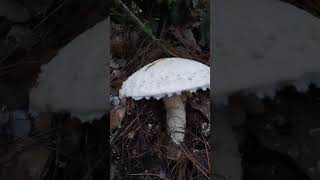 Hongo Agaricus Campestris [upl. by Nefets]