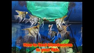 How to feed bloodworms to your fish [upl. by Kinchen]