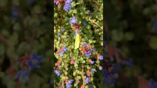 Butterfly on ceratostigma [upl. by Swamy]