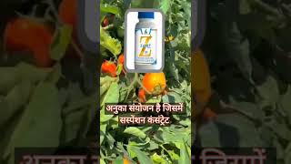 Dhanuka Zanet। Thiophanate Methyl 448  Kasugamycin 26 Sc Controls Fungal And Bacterial 🌿🌾🌾 [upl. by Thinia624]