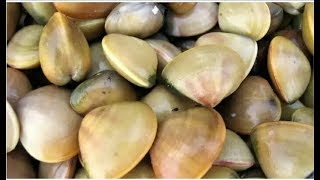 Clam Curry  Kakka Curry  Erunth curry  Seafood  Traditional Cooking food cooking recipe [upl. by Serrano]