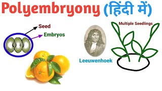 Polyembryony in Hindi हिंदी में  Pravin Bhosale [upl. by Rashidi]